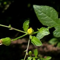 Pluchea paniculata (Willd.) Karthik. & Moorthy